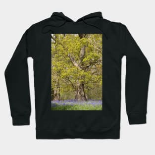 Hillhouse bluebells Hoodie